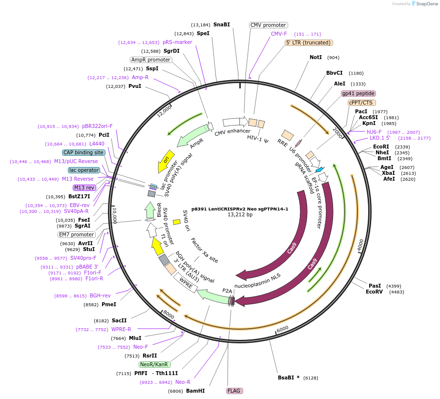221651-plasmid-map-sequence-id-438023