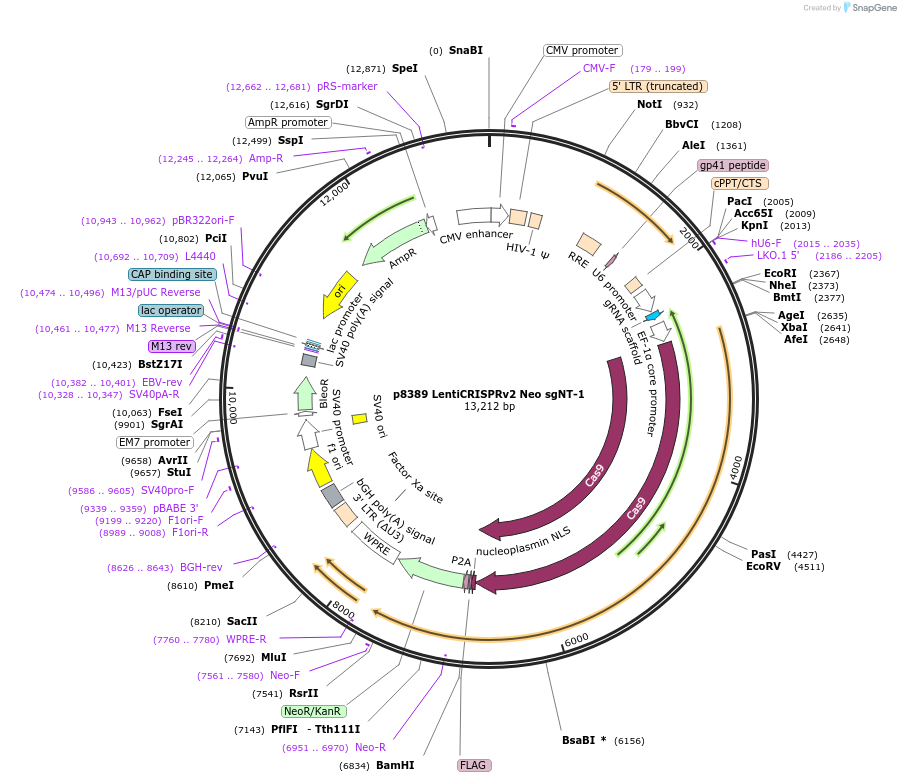 221649-plasmid-map-sequence-id-438024