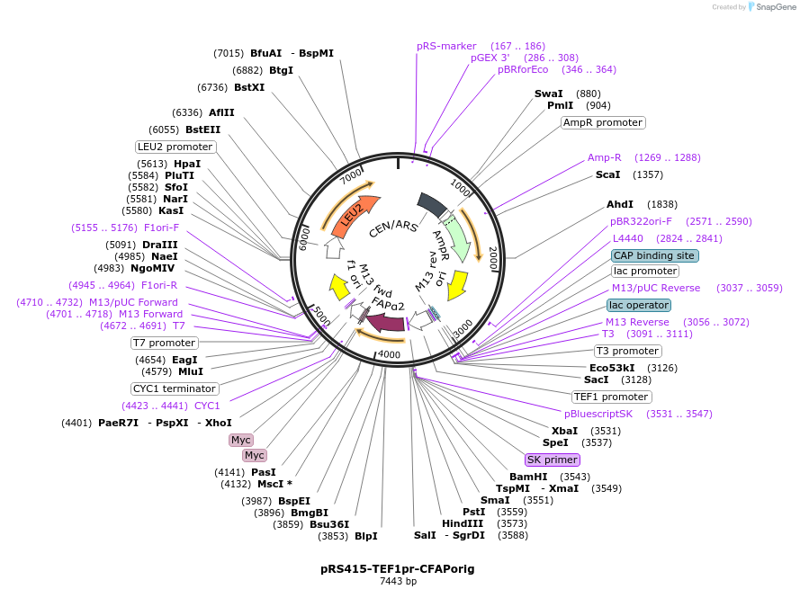 221087-plasmid-map-sequence-id-438032