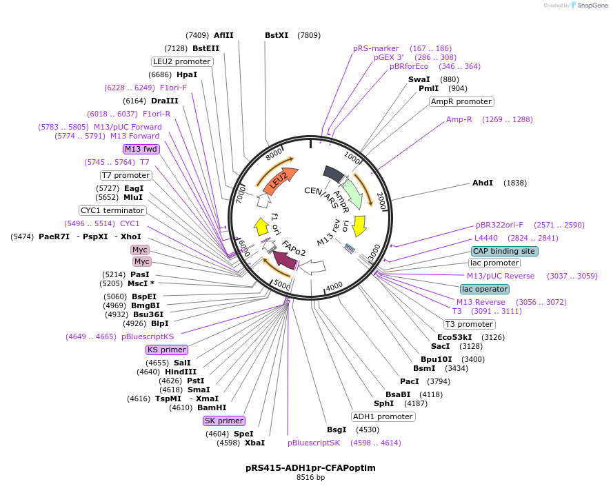 221097-plasmid-map-sequence-id-438043