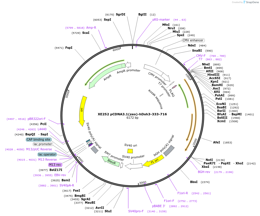 16757-plasmid-map-sequence-id-43805