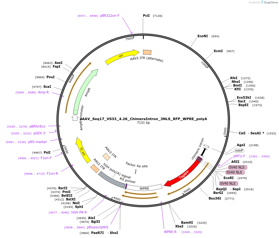 220225-plasmid-map-sequence-id-438061