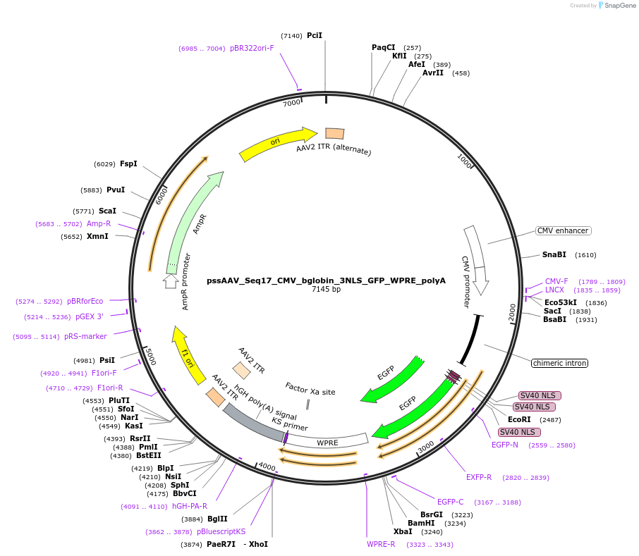 220221-plasmid-map-sequence-id-438063