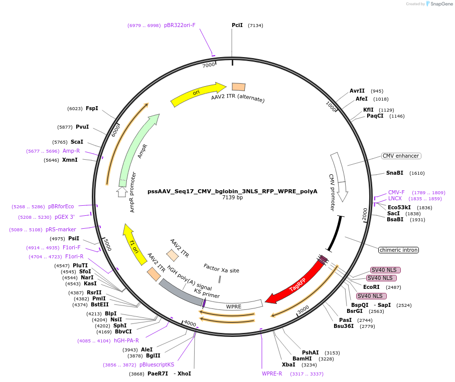 220222-plasmid-map-sequence-id-438065