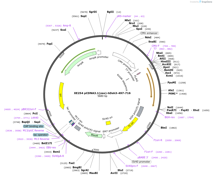 16755-plasmid-map-sequence-id-43808