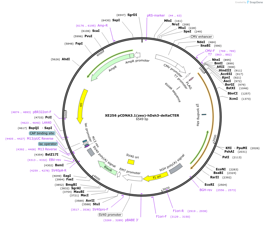 16753-plasmid-map-sequence-id-43811