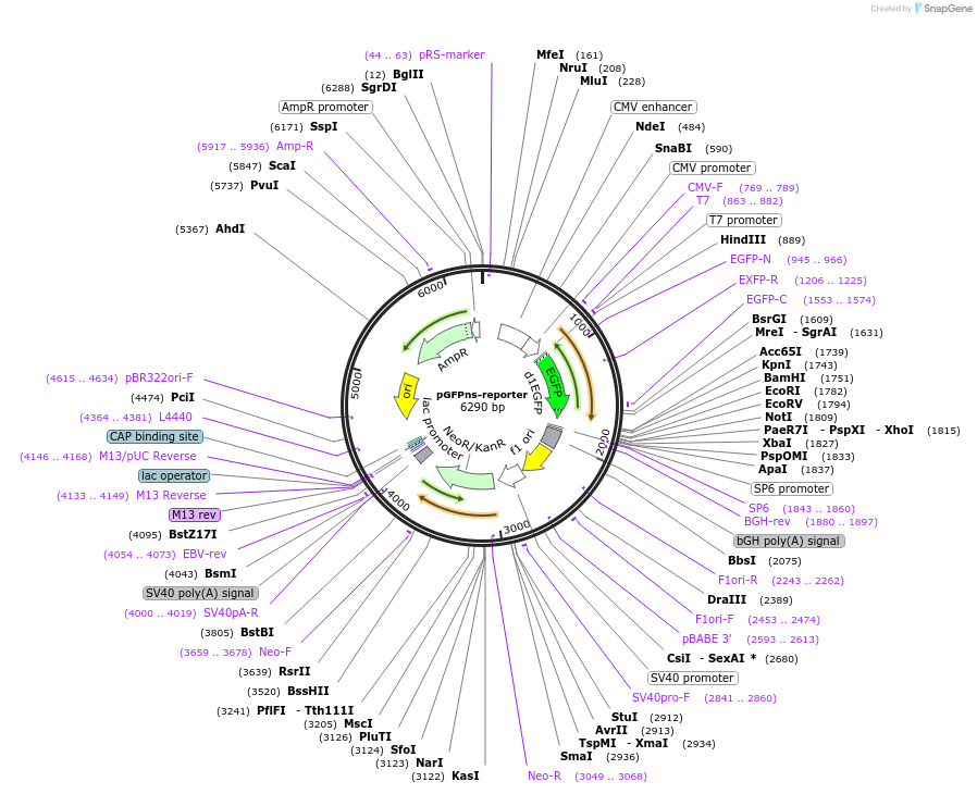 35626-plasmid-map-sequence-id-43812