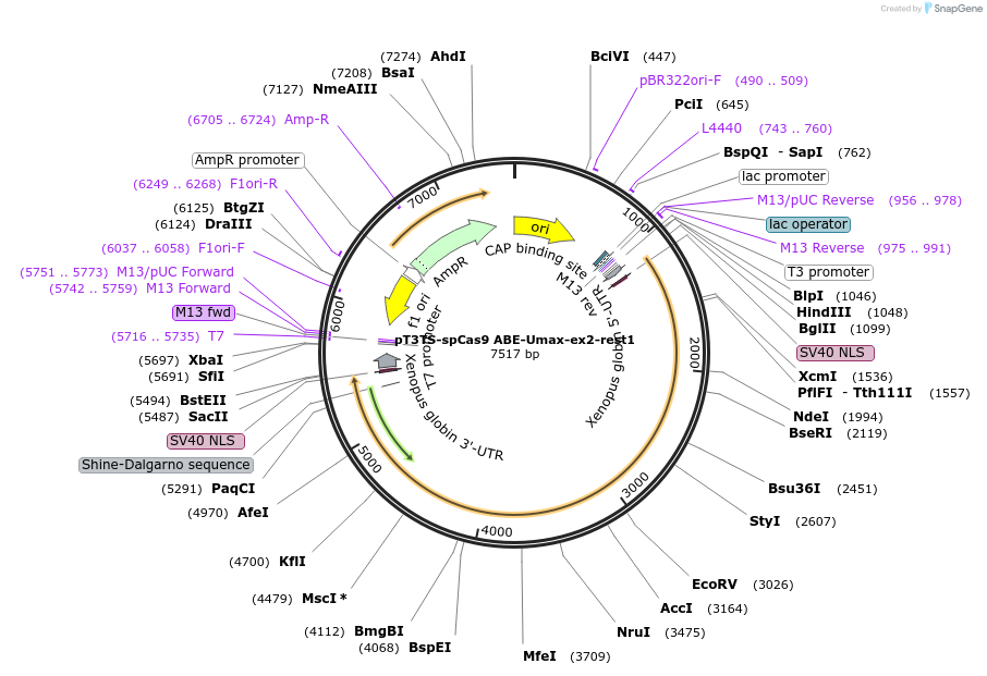 222143-plasmid-map-sequence-id-438147
