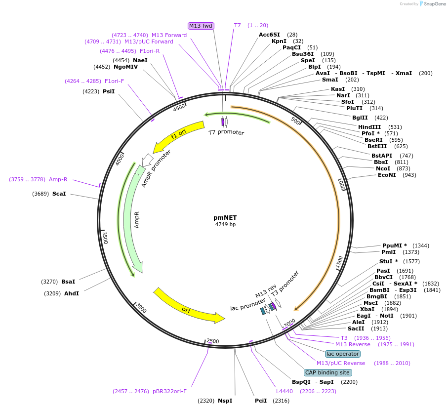 35627-plasmid-map-sequence-id-43815