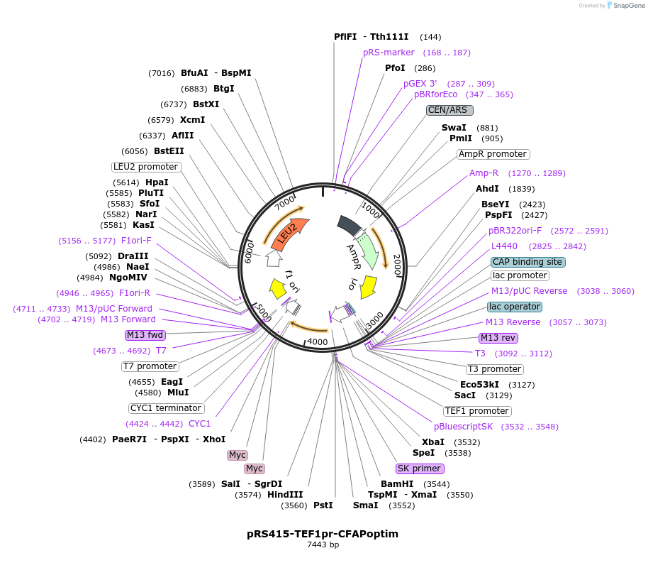 221089-plasmid-map-sequence-id-438155