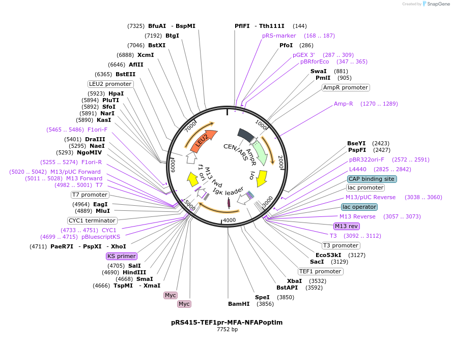 221090-plasmid-map-sequence-id-438156