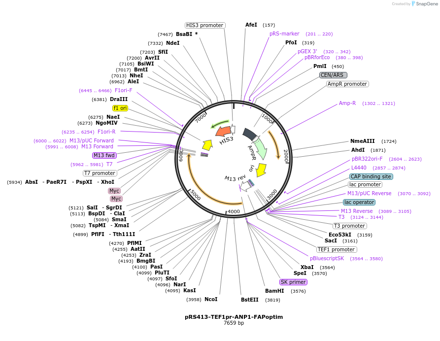 221120-plasmid-map-sequence-id-438157