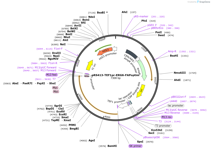 221121-plasmid-map-sequence-id-438158