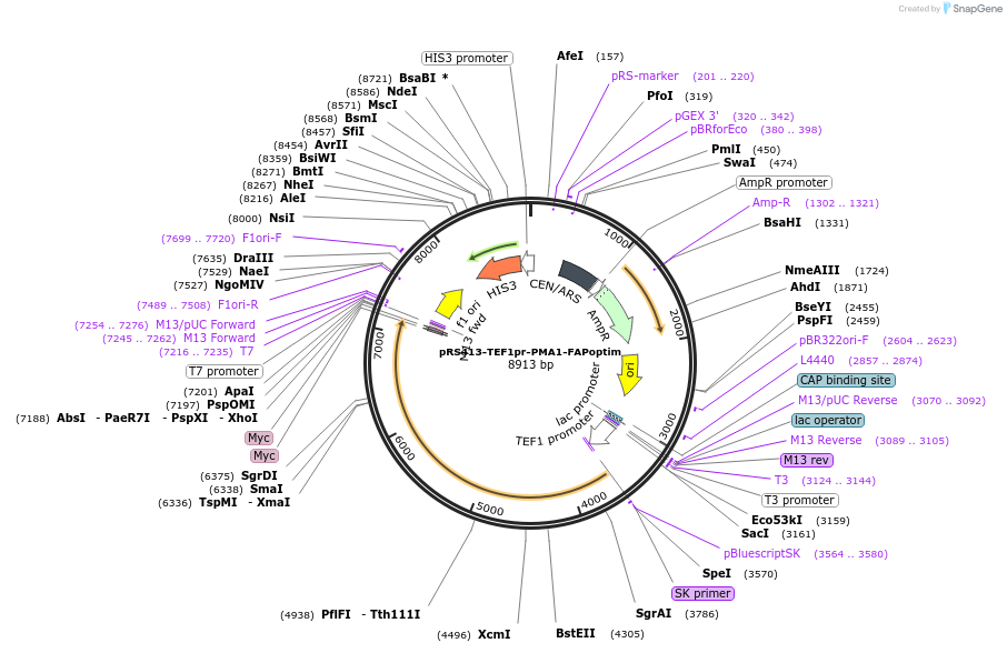 221122-plasmid-map-sequence-id-438159