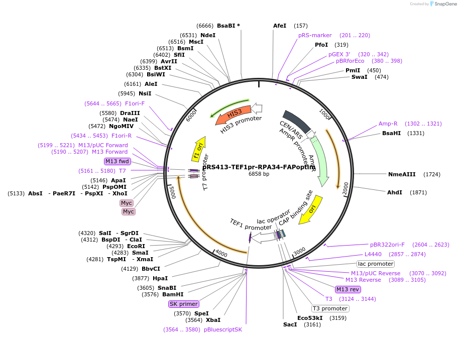 221123-plasmid-map-sequence-id-438160