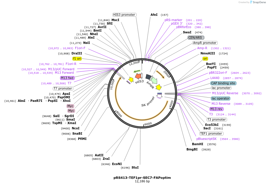 221124-plasmid-map-sequence-id-438161