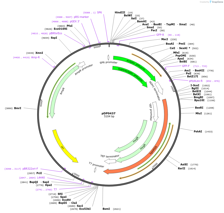 221127-plasmid-map-sequence-id-438163