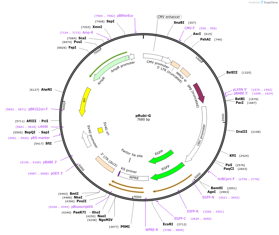 66696-plasmid-map-sequence-id-438164