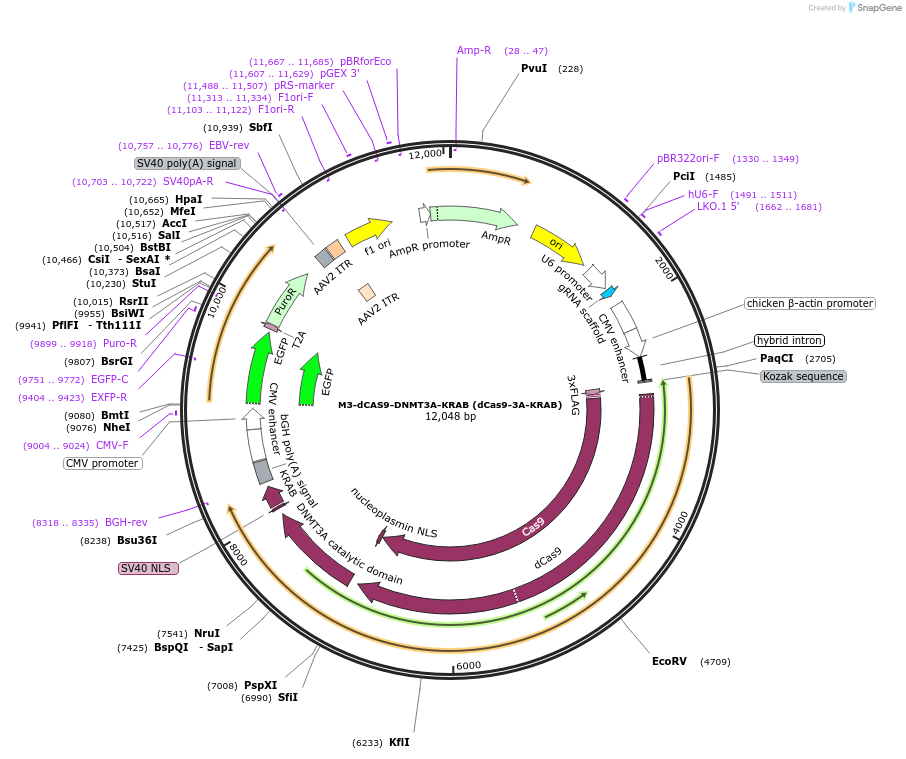 218781-plasmid-map-sequence-id-438166