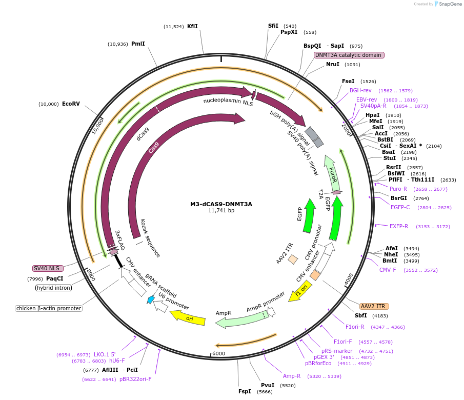 220237-plasmid-map-sequence-id-438174