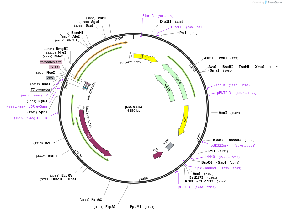 222214-plasmid-map-sequence-id-438176