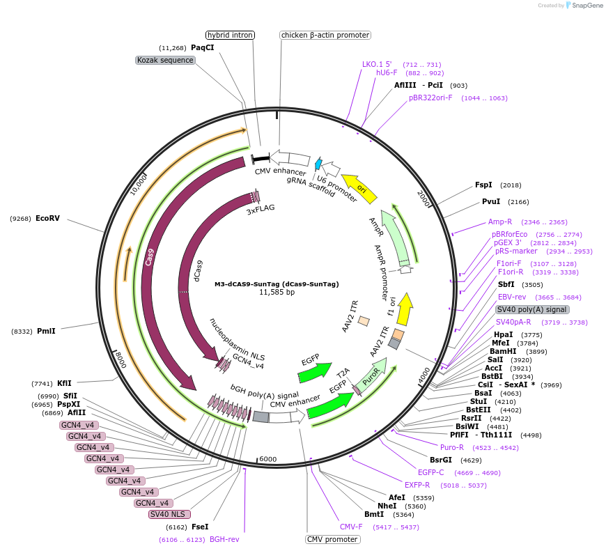 218783-plasmid-map-sequence-id-438177