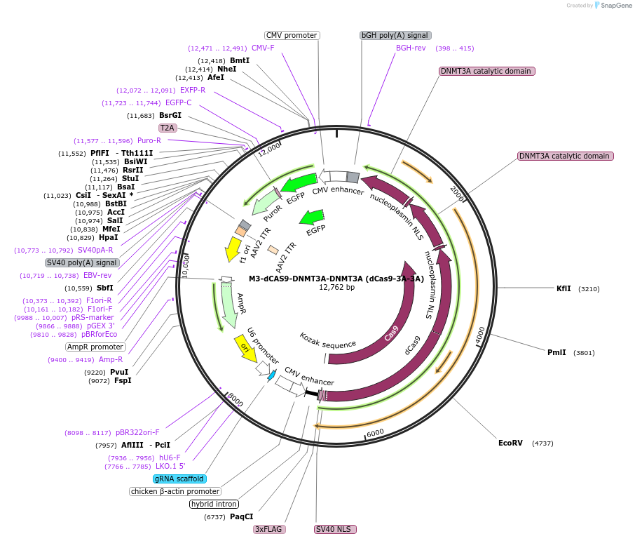 218776-plasmid-map-sequence-id-438178