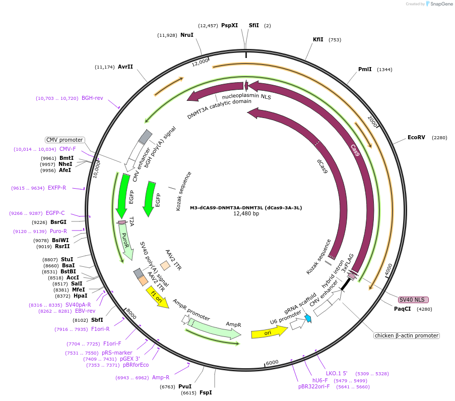 218777-plasmid-map-sequence-id-438179