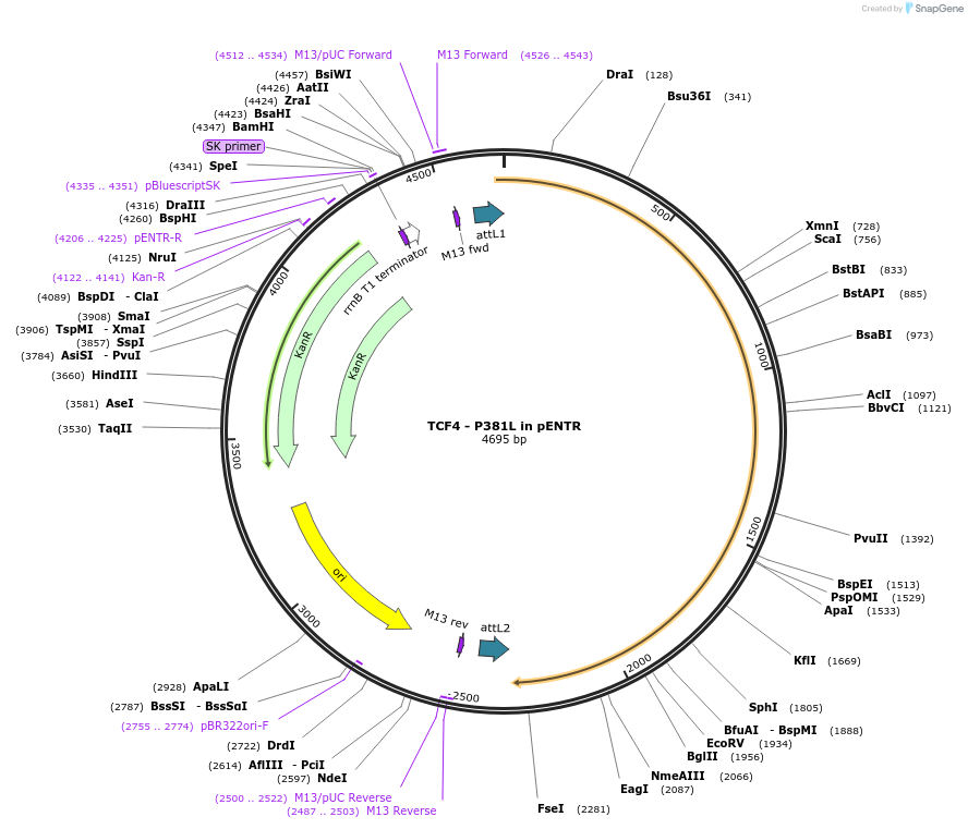216570-plasmid-map-sequence-id-438187