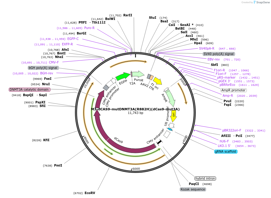 218788-plasmid-map-sequence-id-438193