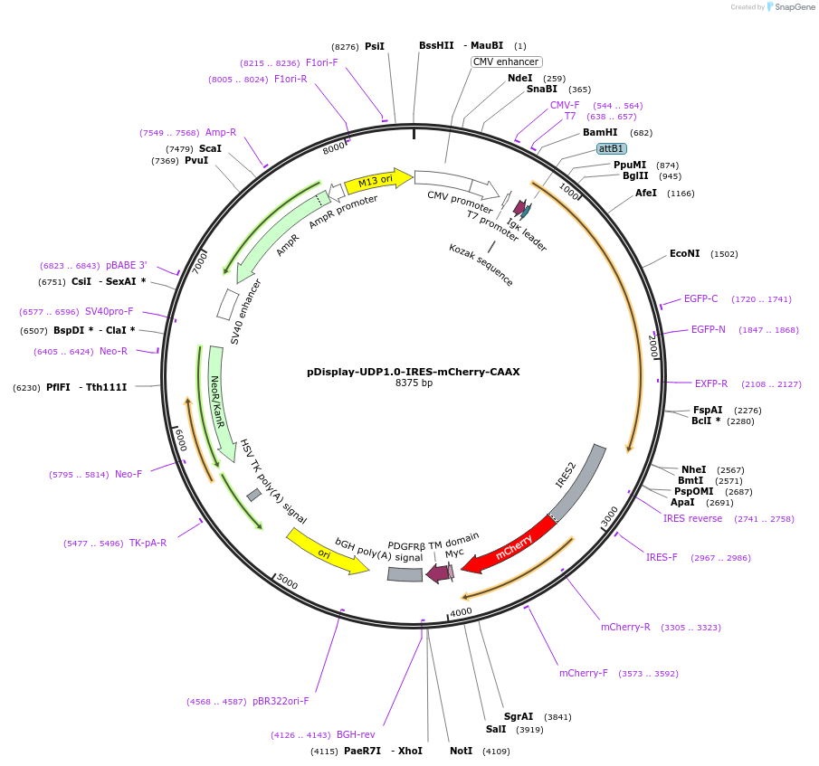 220850-plasmid-map-sequence-id-438197