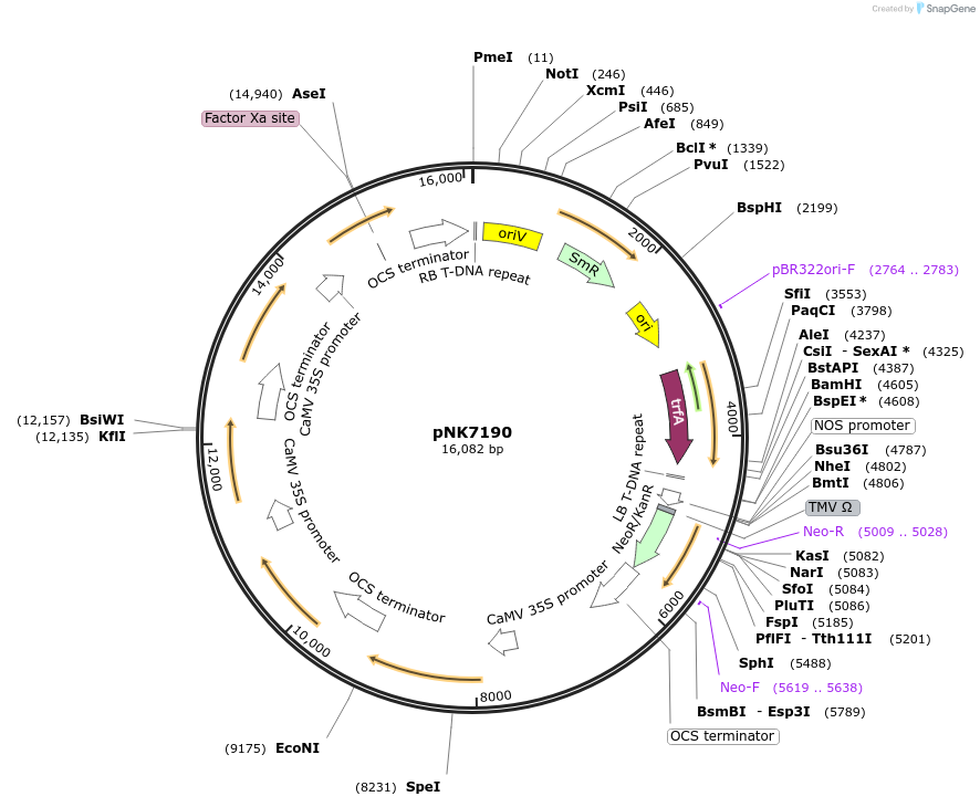 219763-plasmid-map-sequence-id-438198