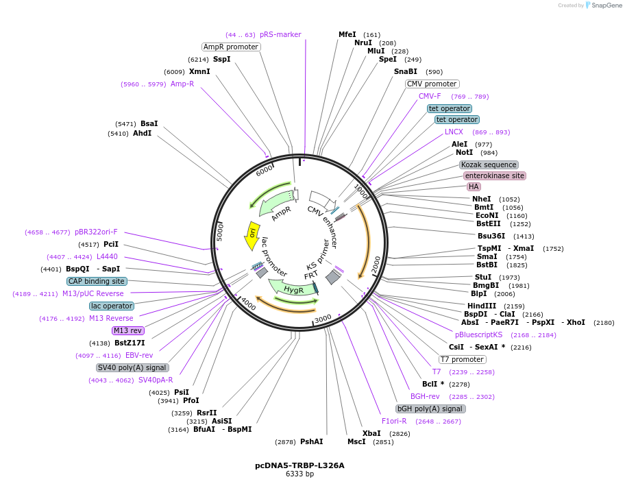 215889-plasmid-map-sequence-id-438200