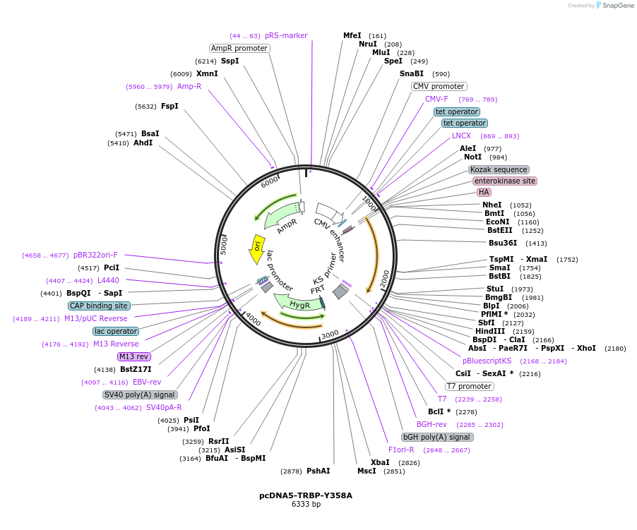 215890-plasmid-map-sequence-id-438203