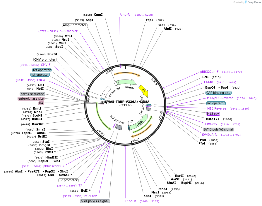 215891-plasmid-map-sequence-id-438204