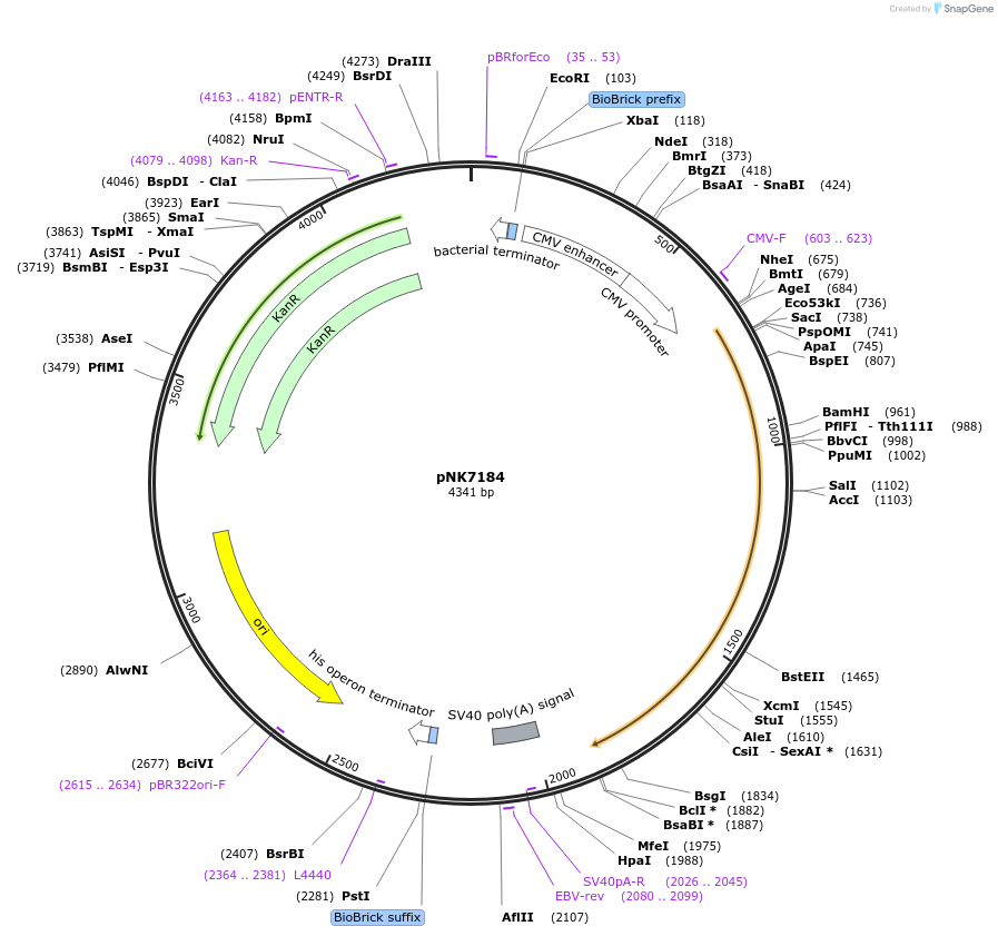 219756-plasmid-map-sequence-id-438206