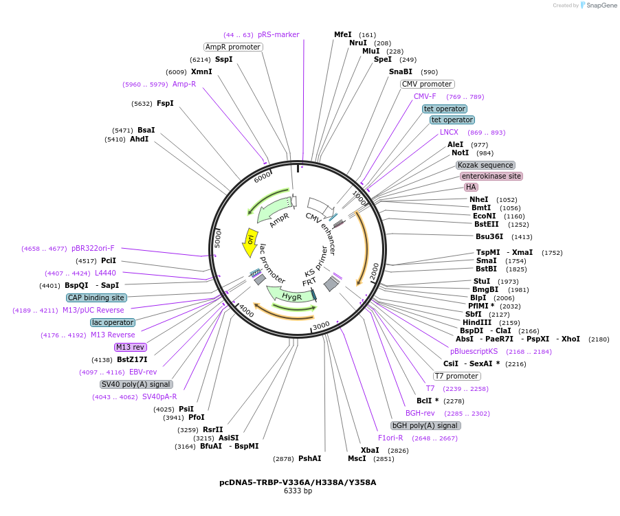 215893-plasmid-map-sequence-id-438209