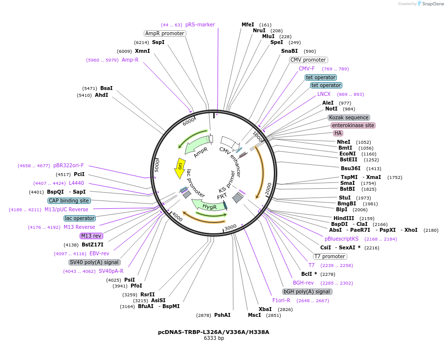 215894-plasmid-map-sequence-id-438211