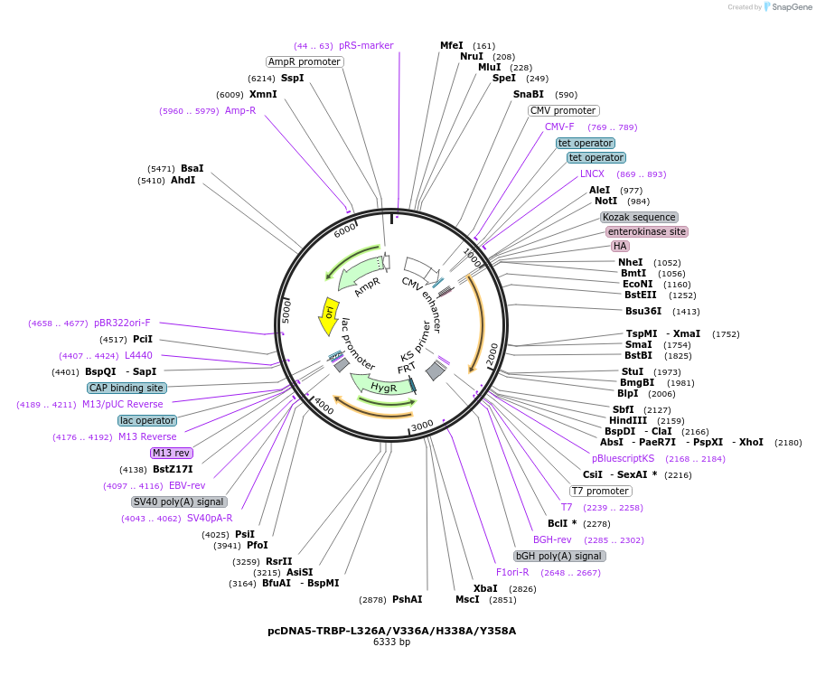 215895-plasmid-map-sequence-id-438212