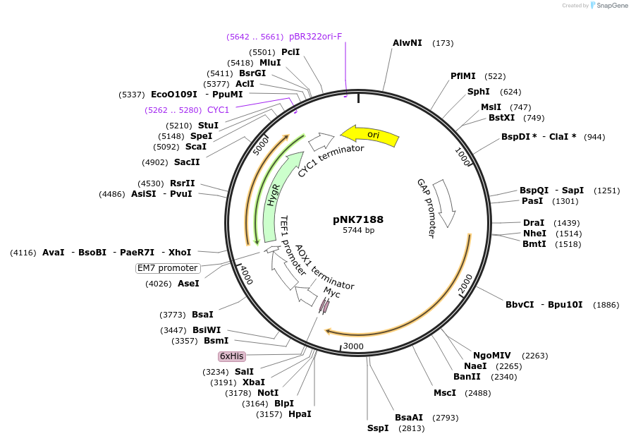 219768-plasmid-map-sequence-id-438219