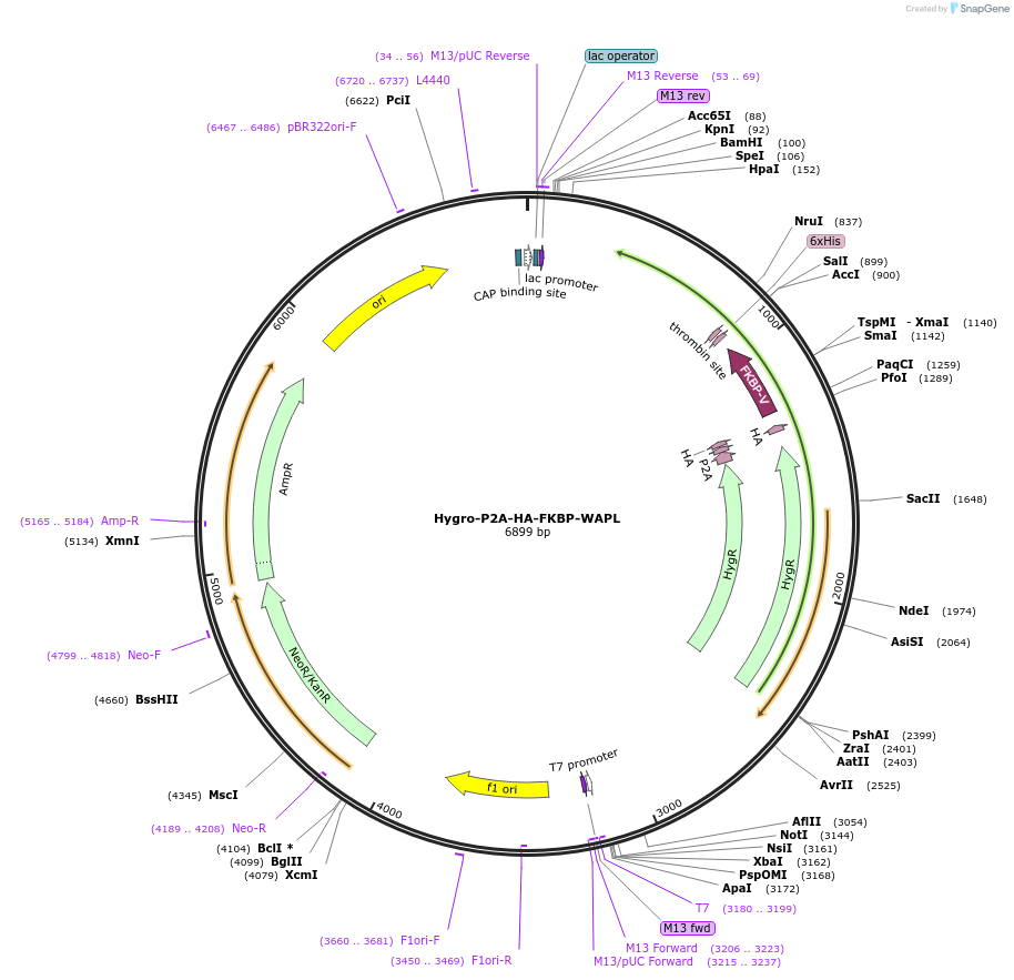 217666-plasmid-map-sequence-id-438225