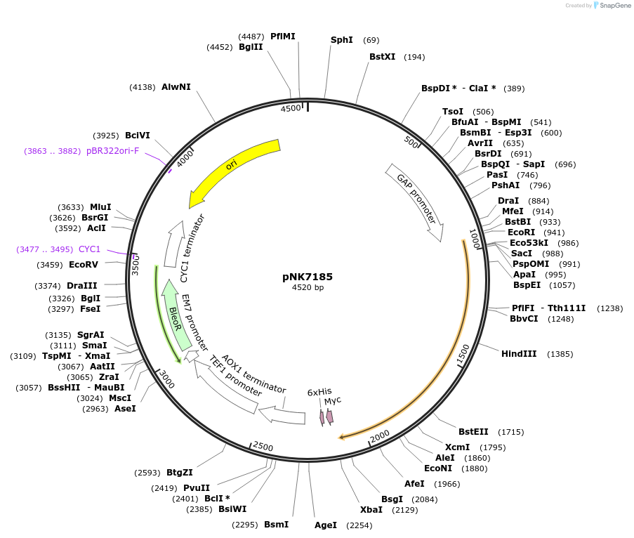 219765-plasmid-map-sequence-id-438283