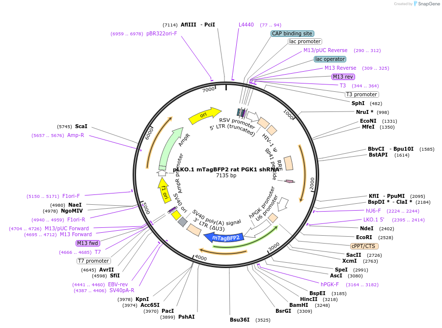 222869-plasmid-map-sequence-id-438321