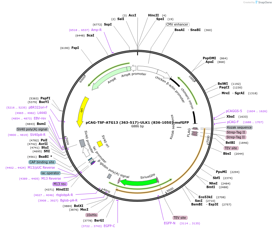 222821-plasmid-map-sequence-id-438323