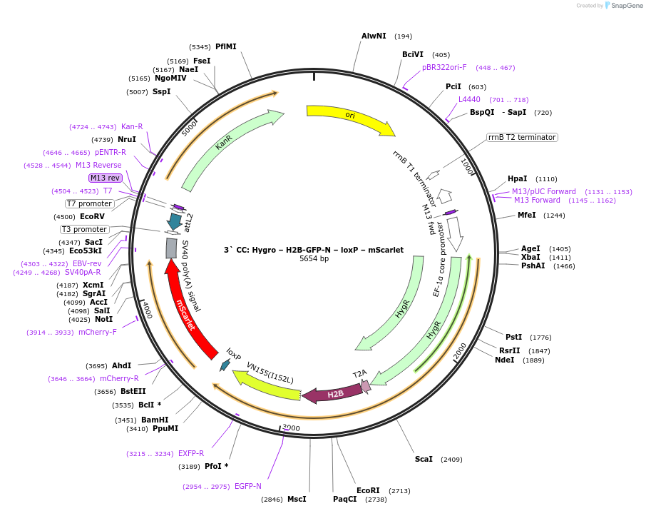 219565-plasmid-map-sequence-id-438331