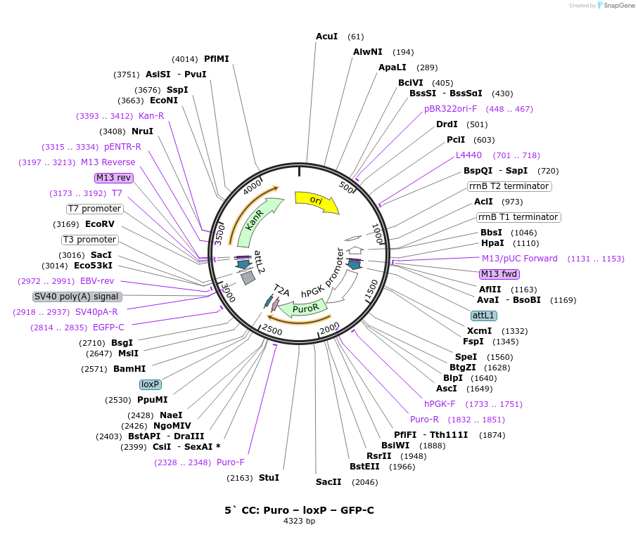 219563-plasmid-map-sequence-id-438333