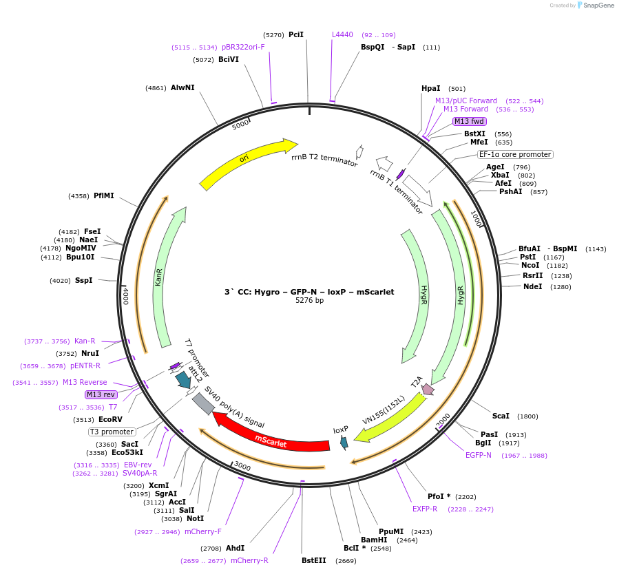 219564-plasmid-map-sequence-id-438335