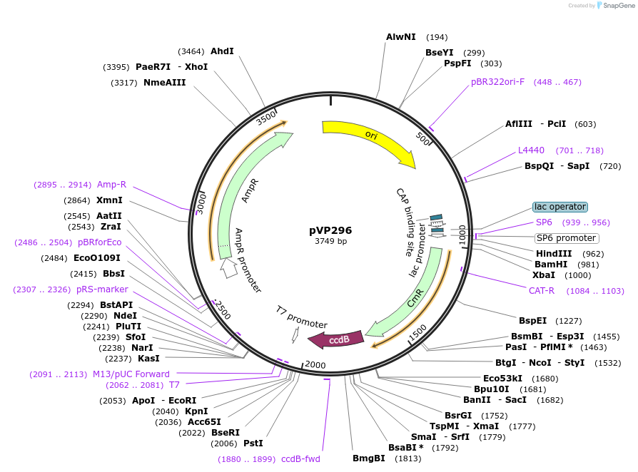 222065-plasmid-map-sequence-id-438340