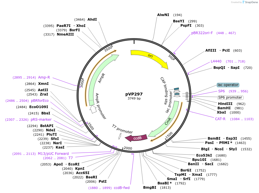 222066-plasmid-map-sequence-id-438341