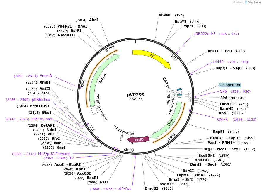 222068-plasmid-map-sequence-id-438343